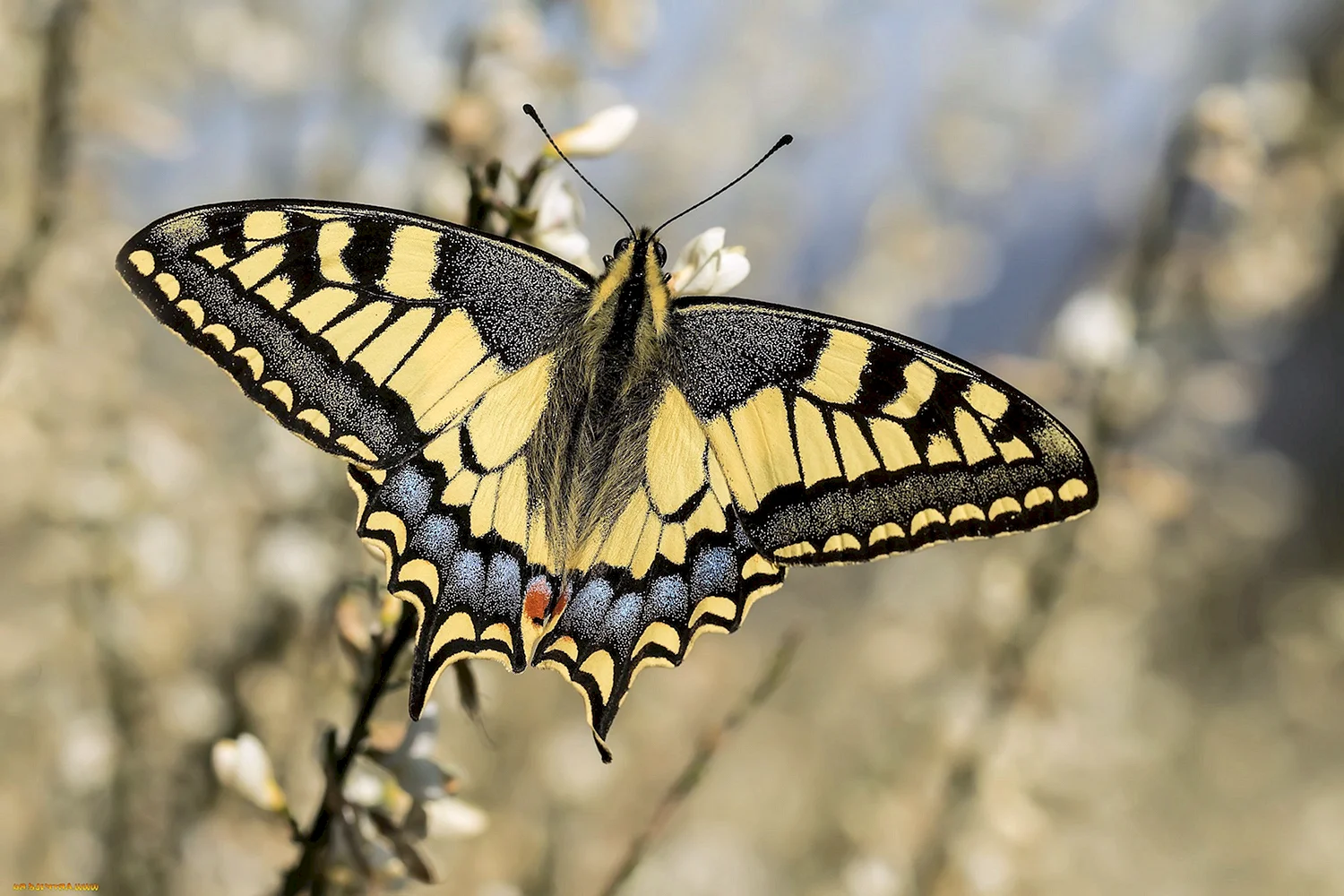 Желтая бабочка Махаон
