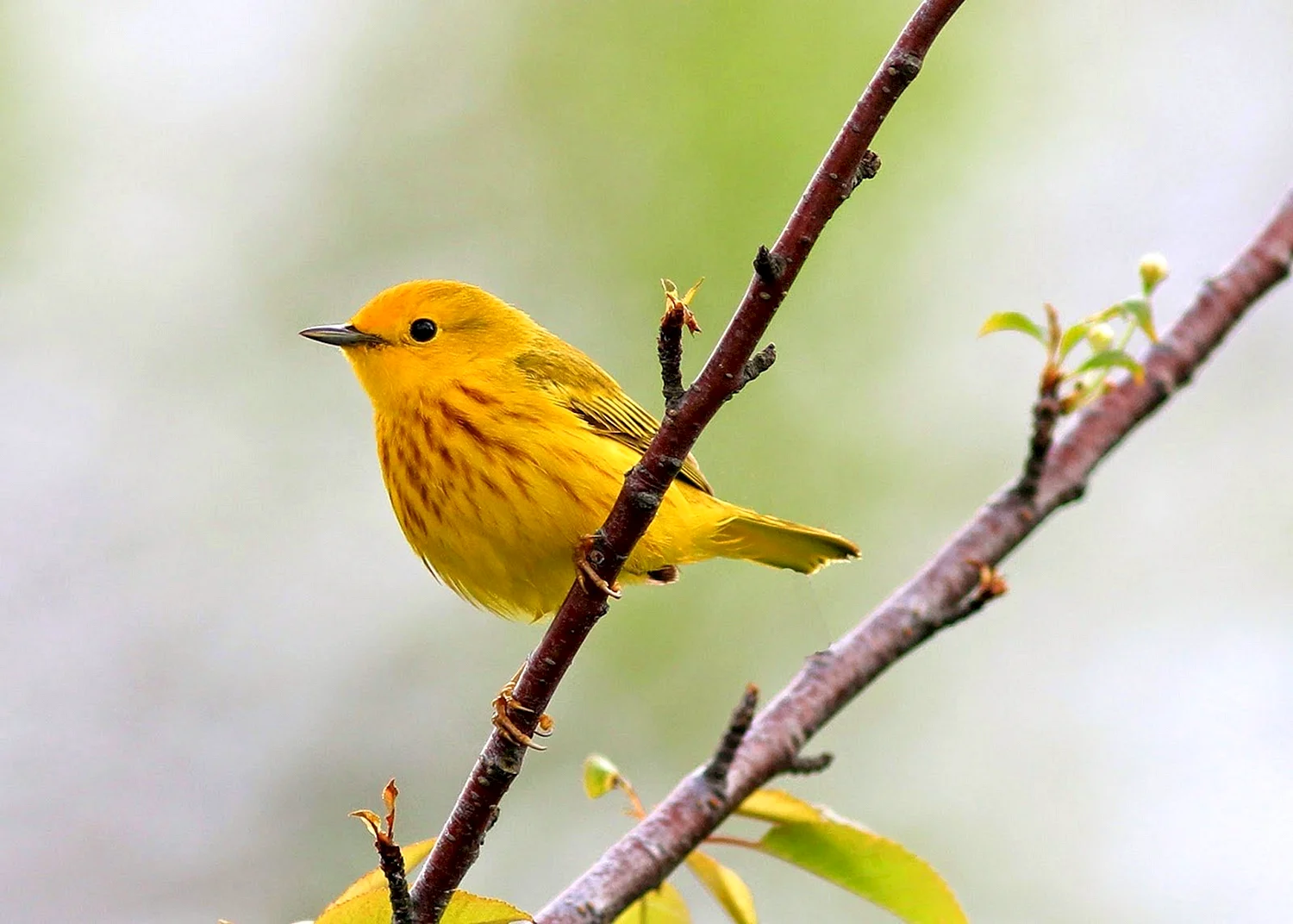 Желтая древесница птица