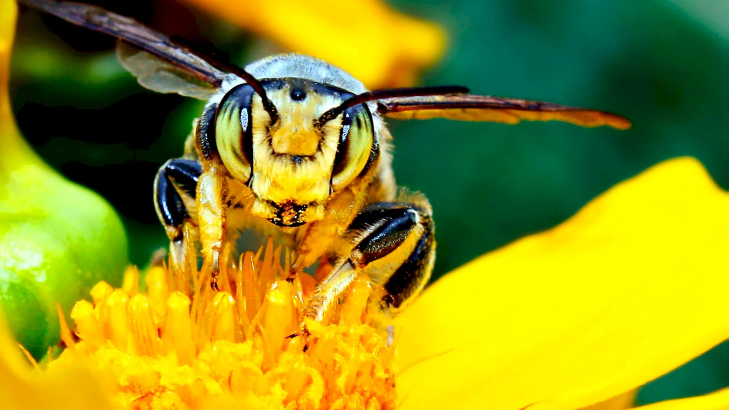 Желтая Кавказская пчела