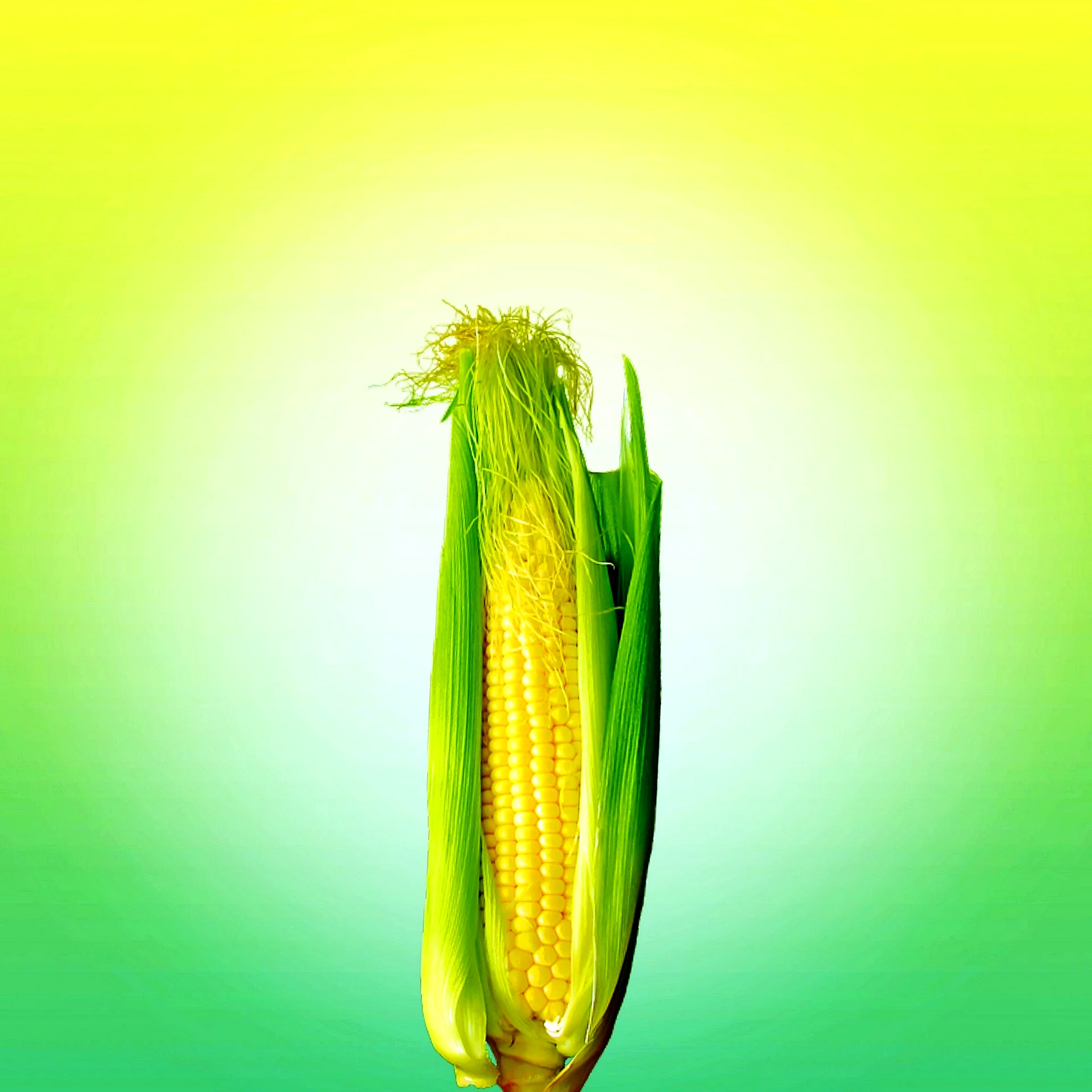 Желтая кукуруза