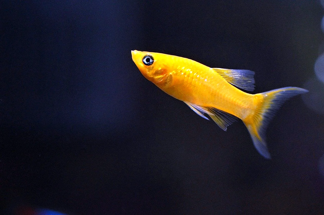 Желтая Моллинезия аквариумная рыбка