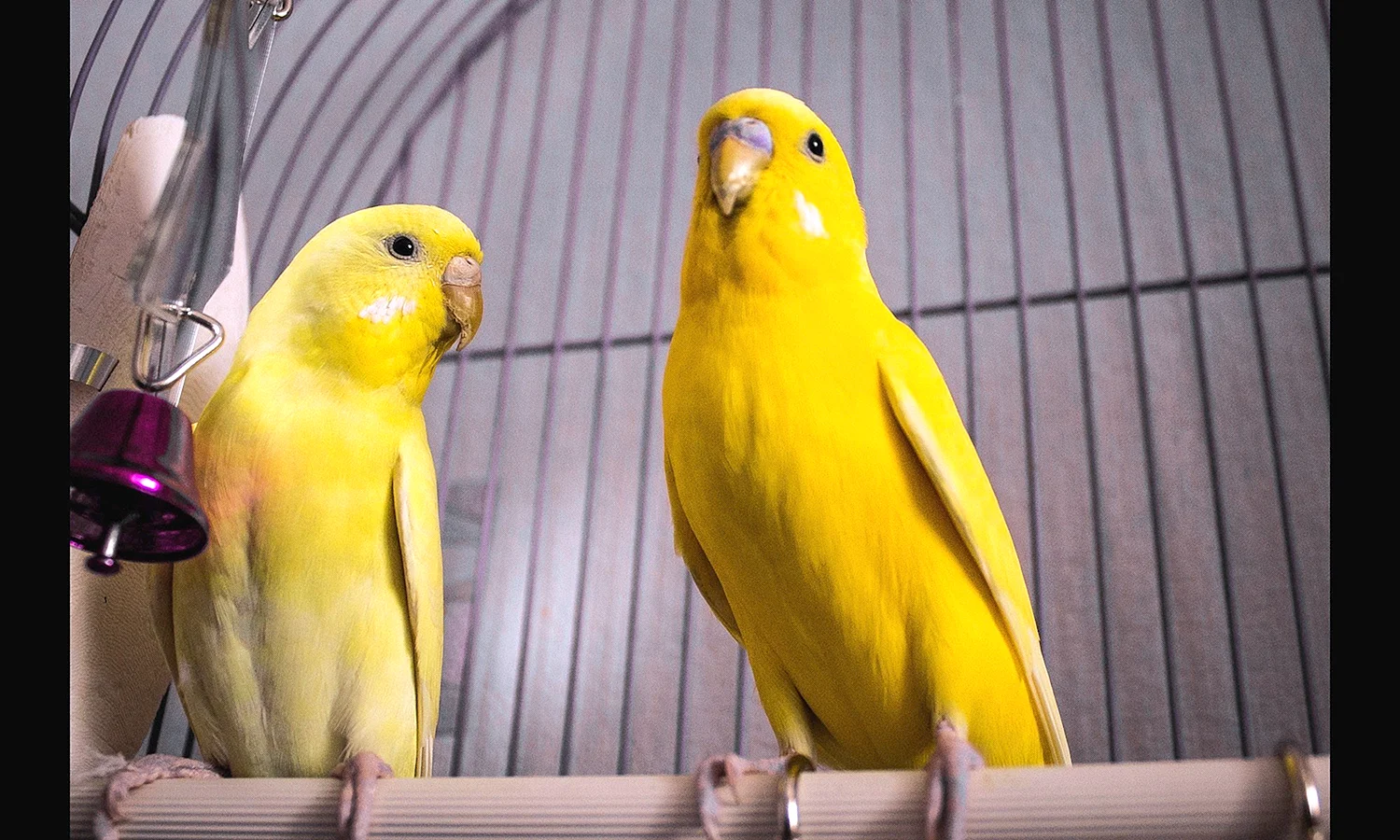 Желтая самка волнистого попугая