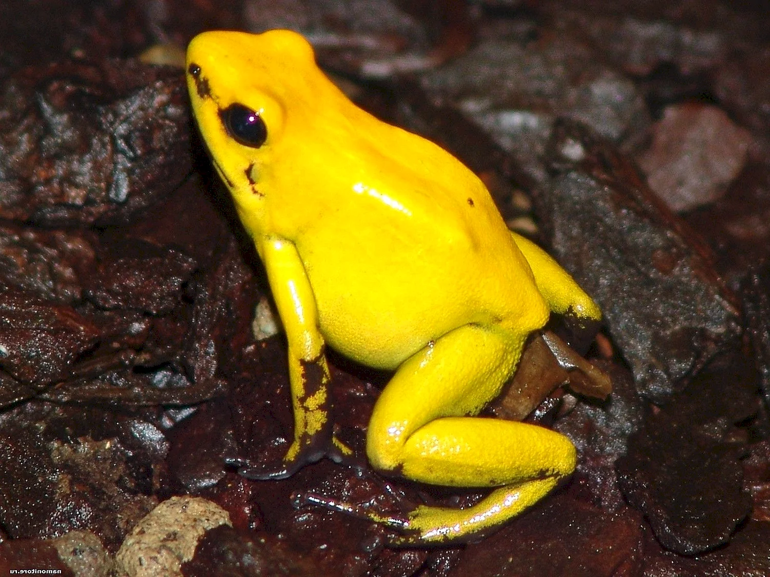 Желтая жаба