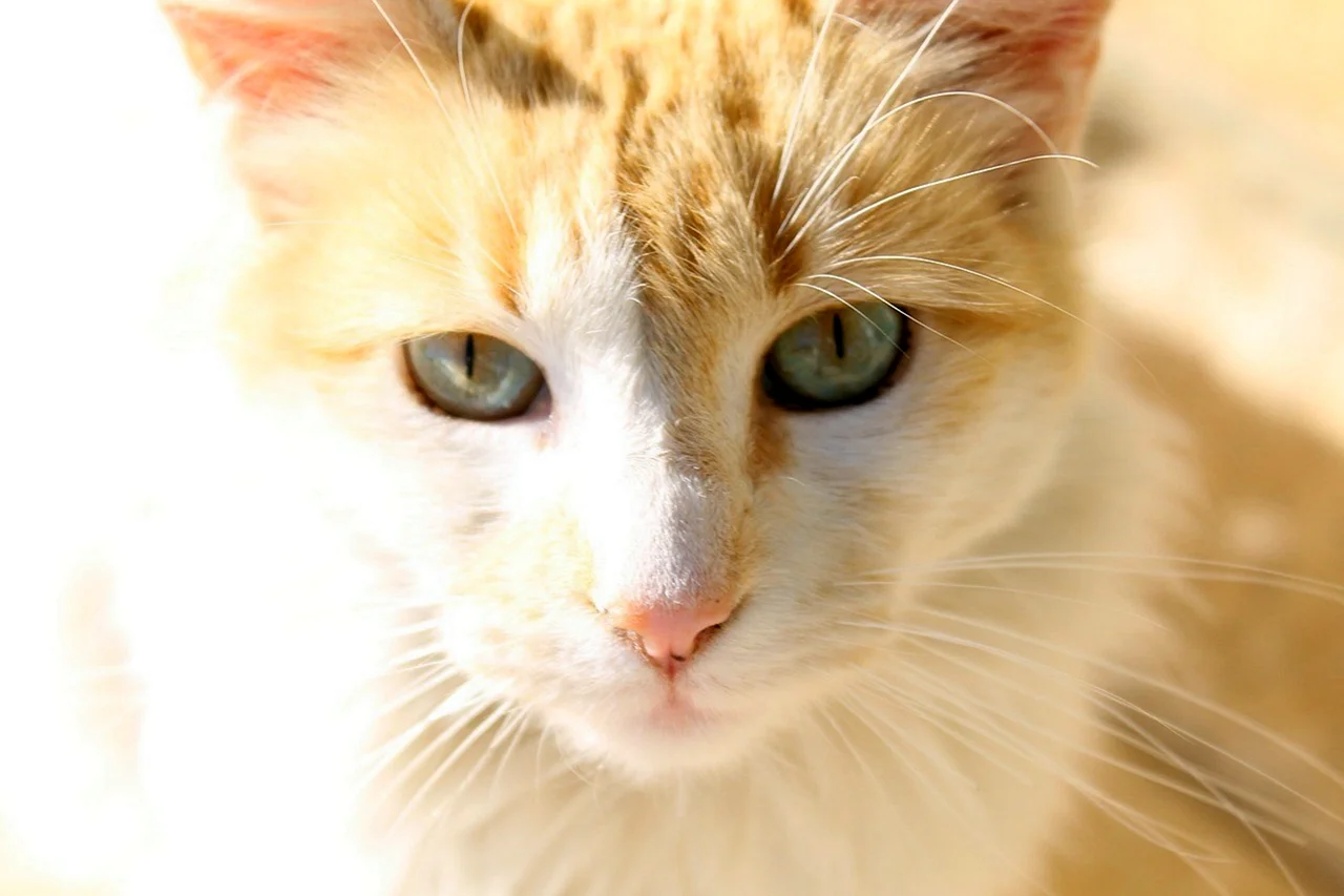 Желто белый кот