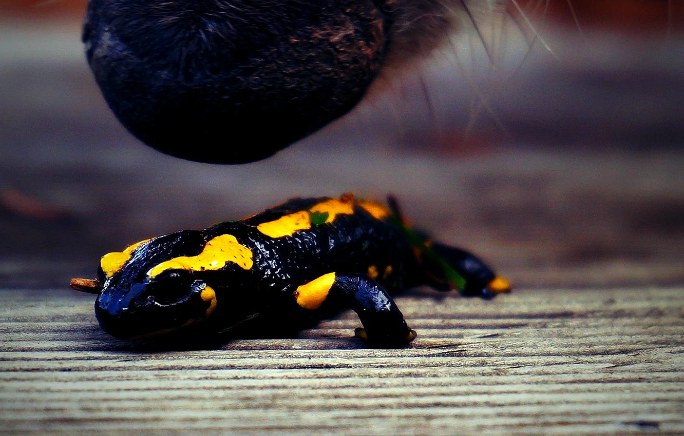 Желто черная ящерица