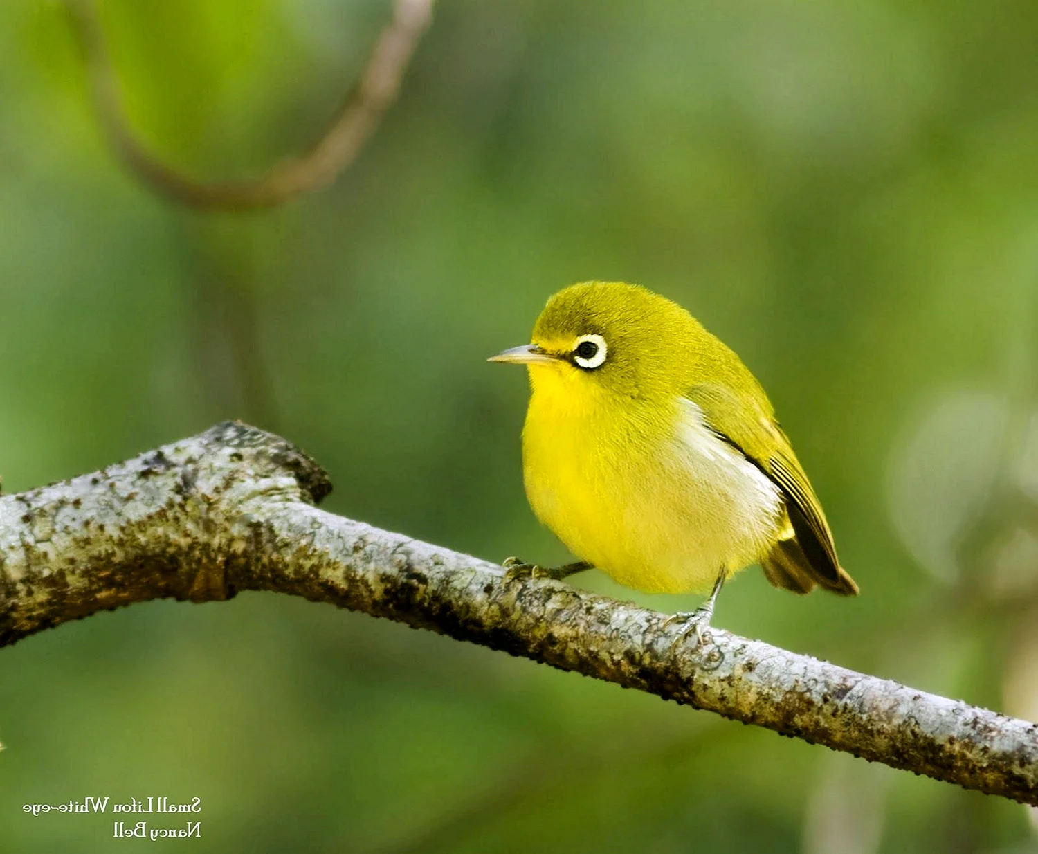 Желто зеленая птица