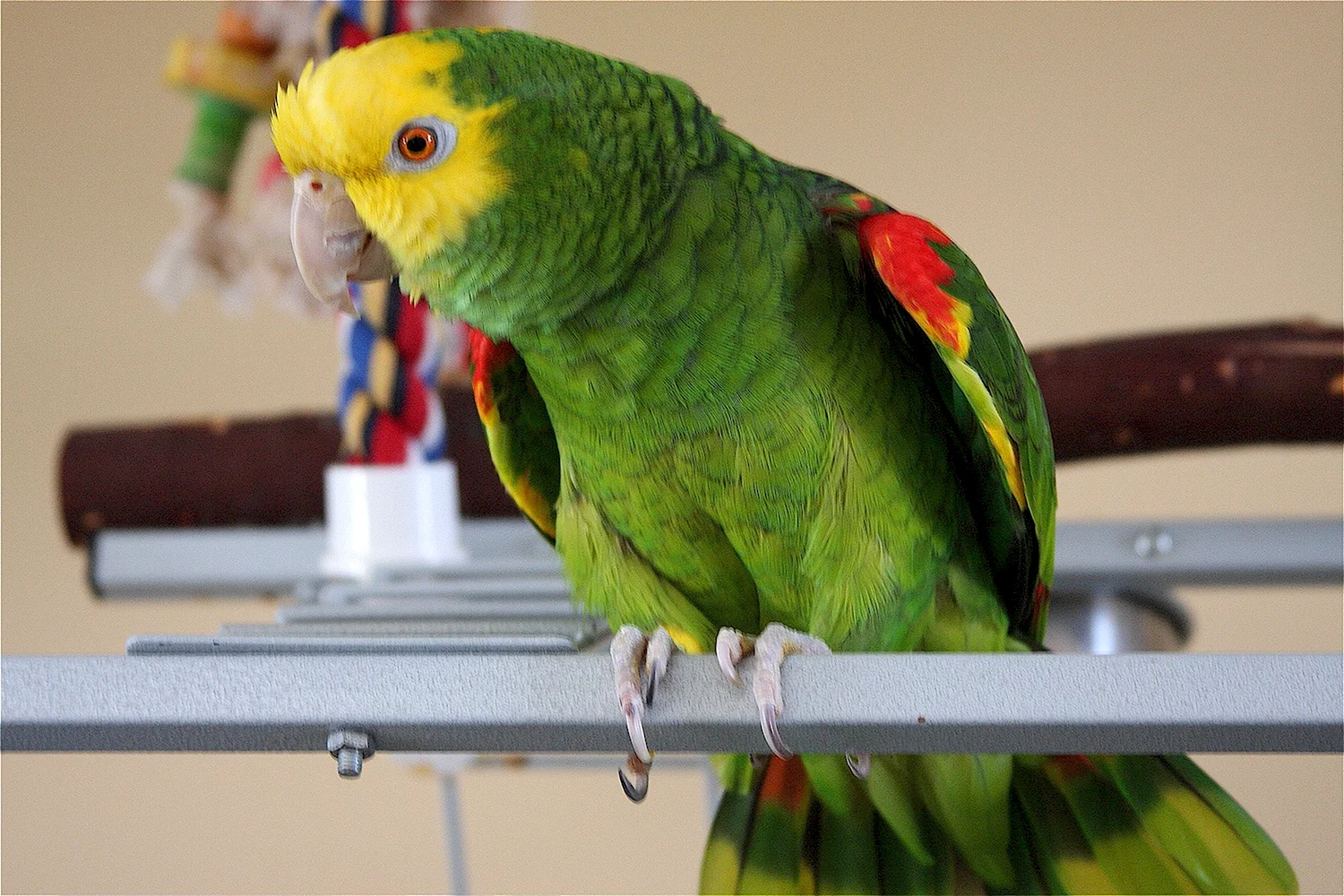 Желтоголовый Амазон попугай