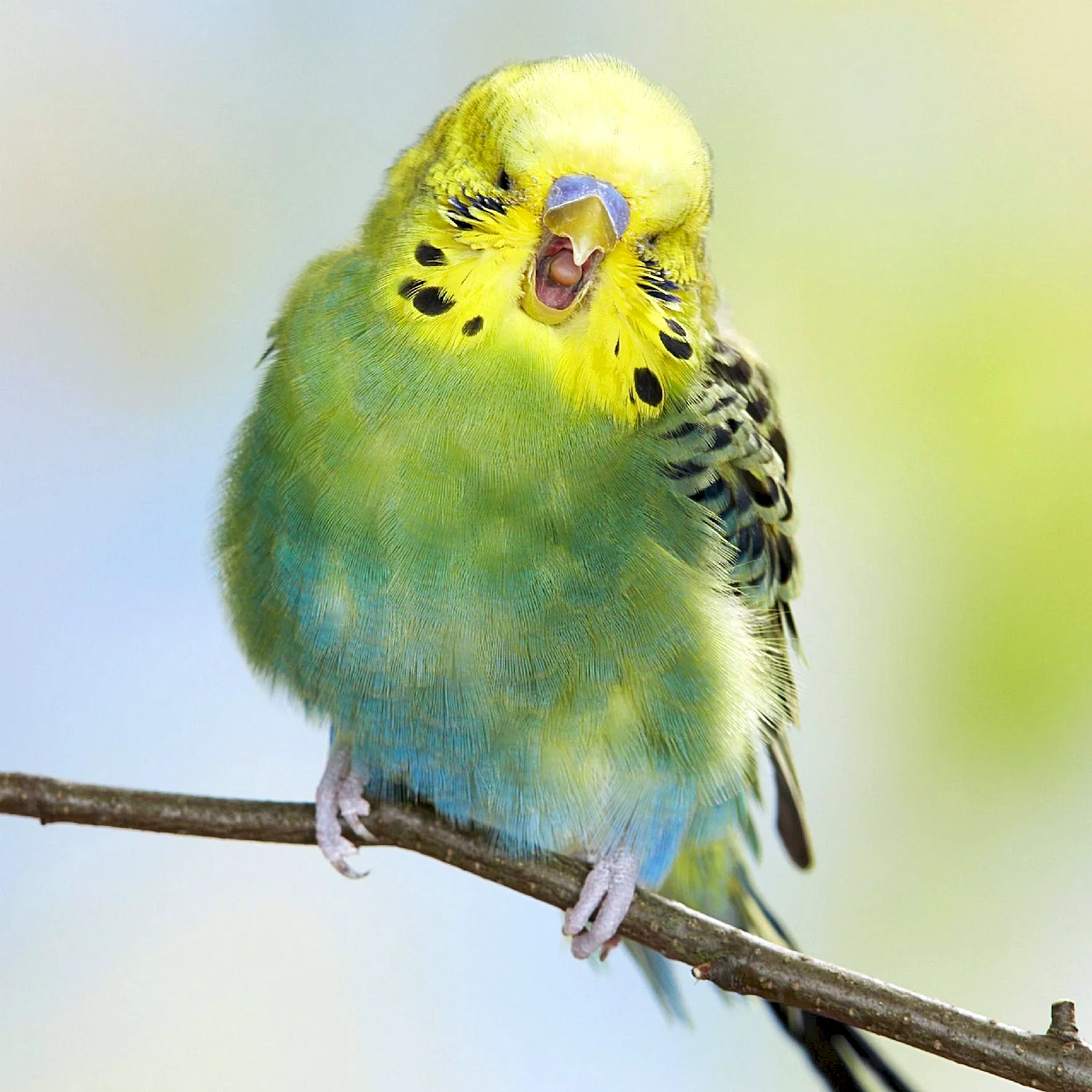 Желтоголовый волнистый попугай
