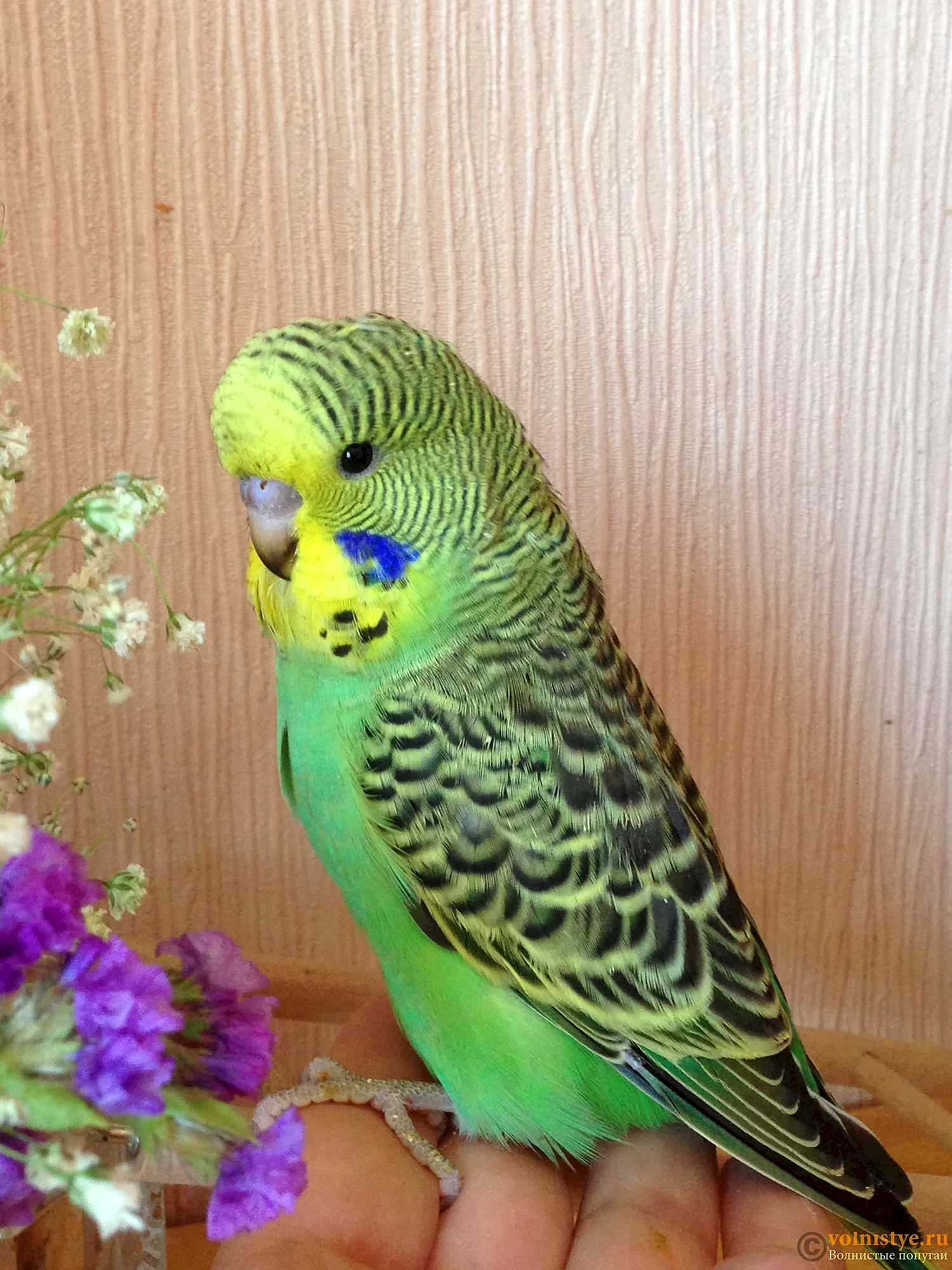 Желтоголовый волнистый попугай