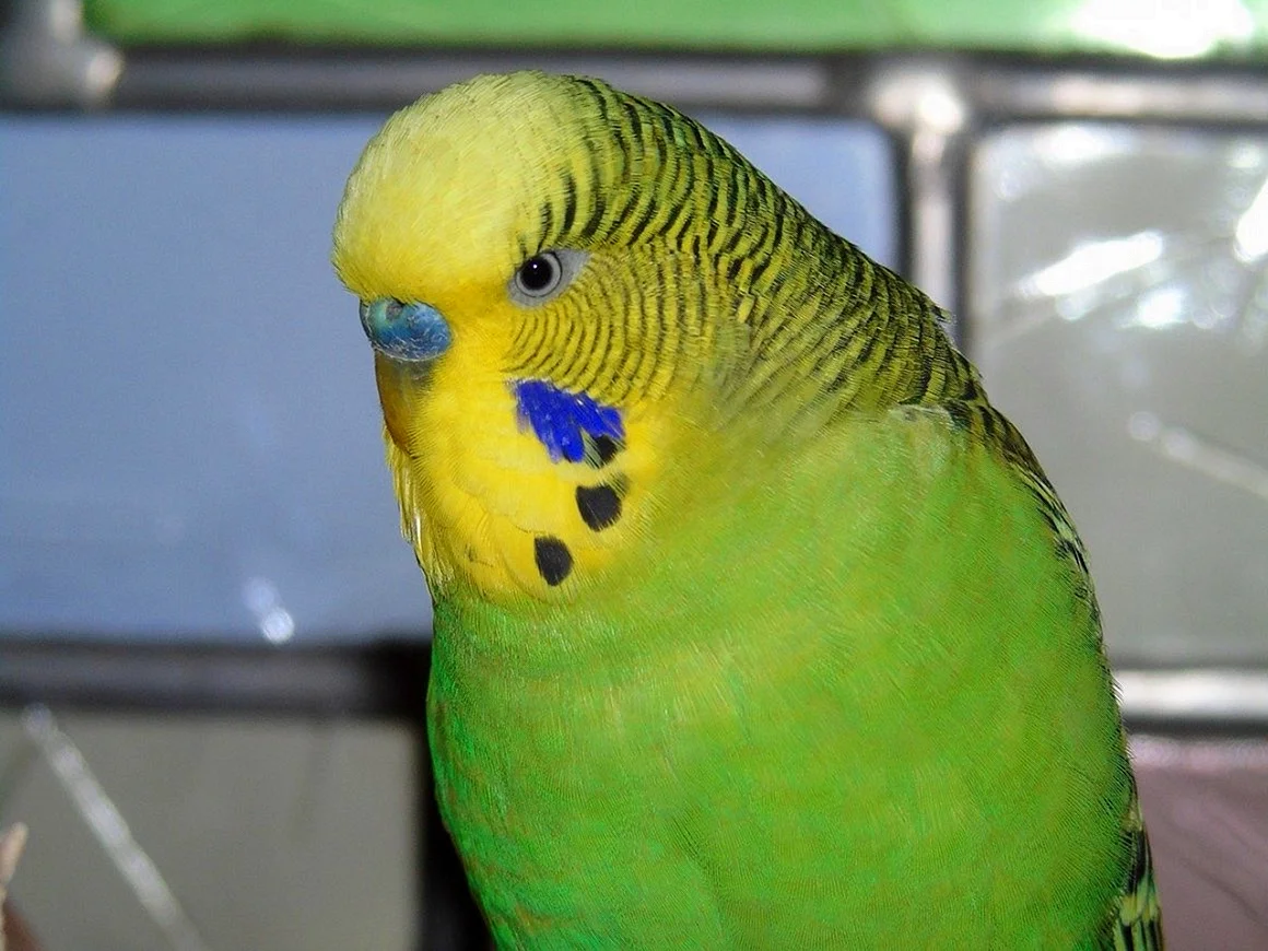 Желтолицый волнистый попугай