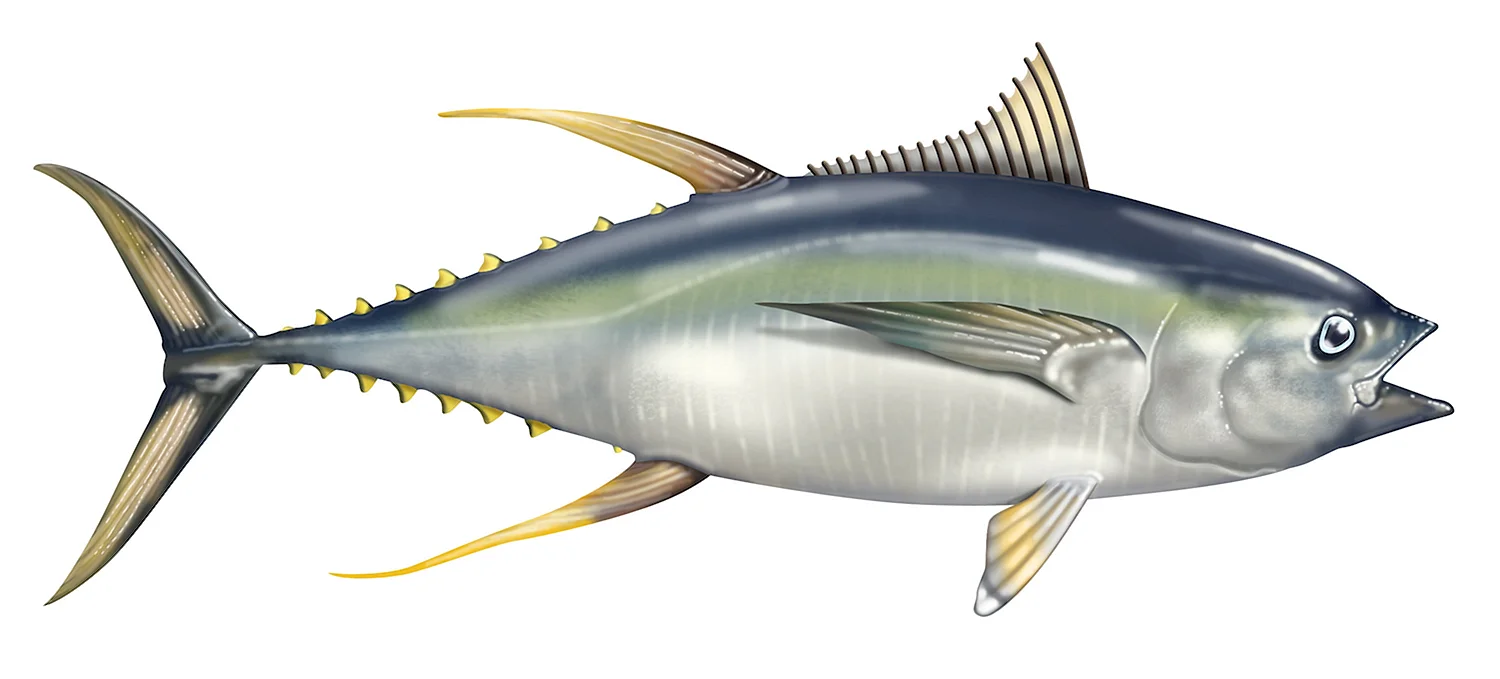 Желтоперый тунец