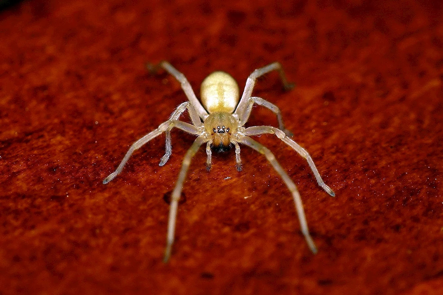 Желтосумный колющий паук