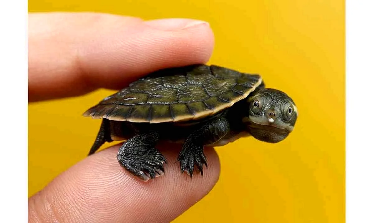 Желтоухая черепаха маленькая