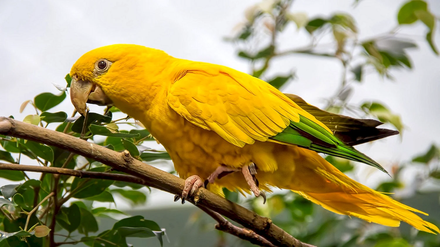 Жёлто-зелёный доминиканский ара