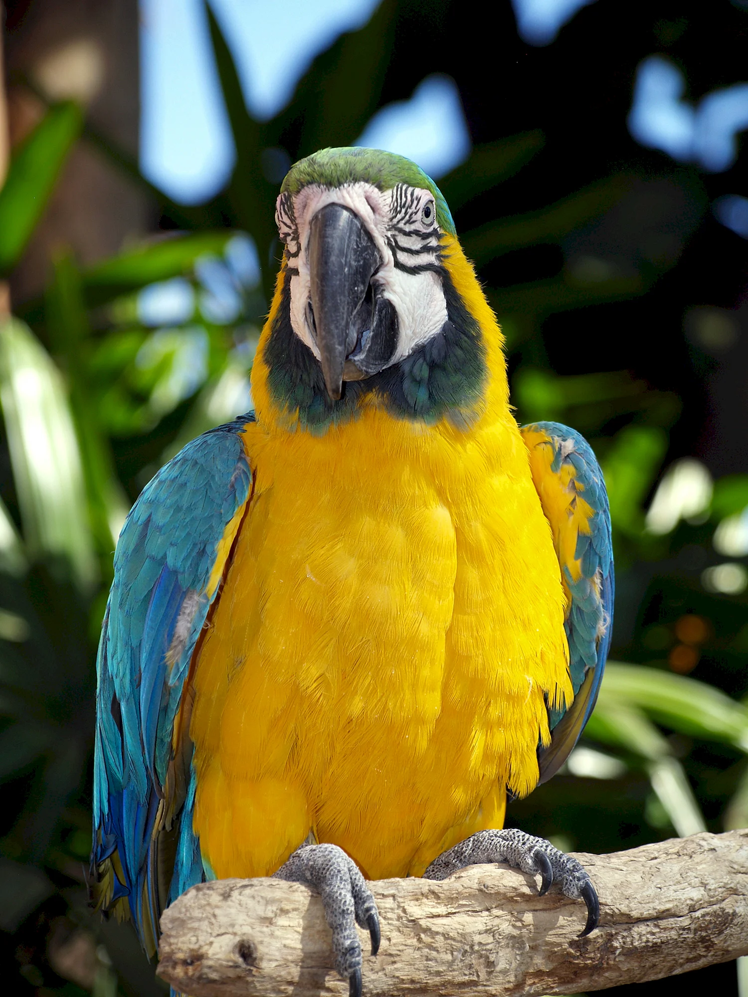 Жёлто-зелёный ямайский ара