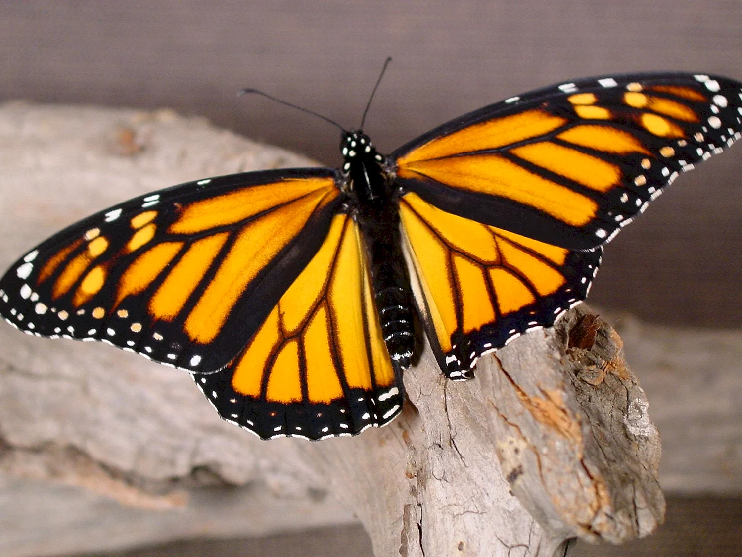 Желтые бабочки Монарх