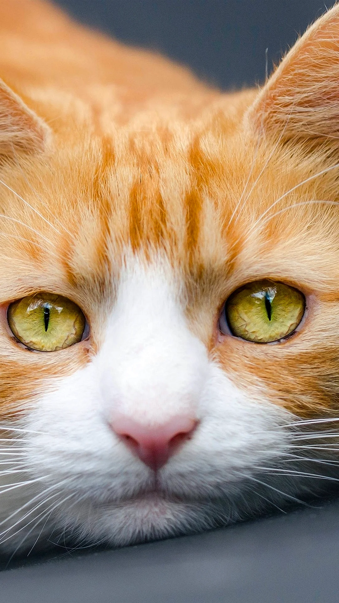 Желтые кошачьи глаза