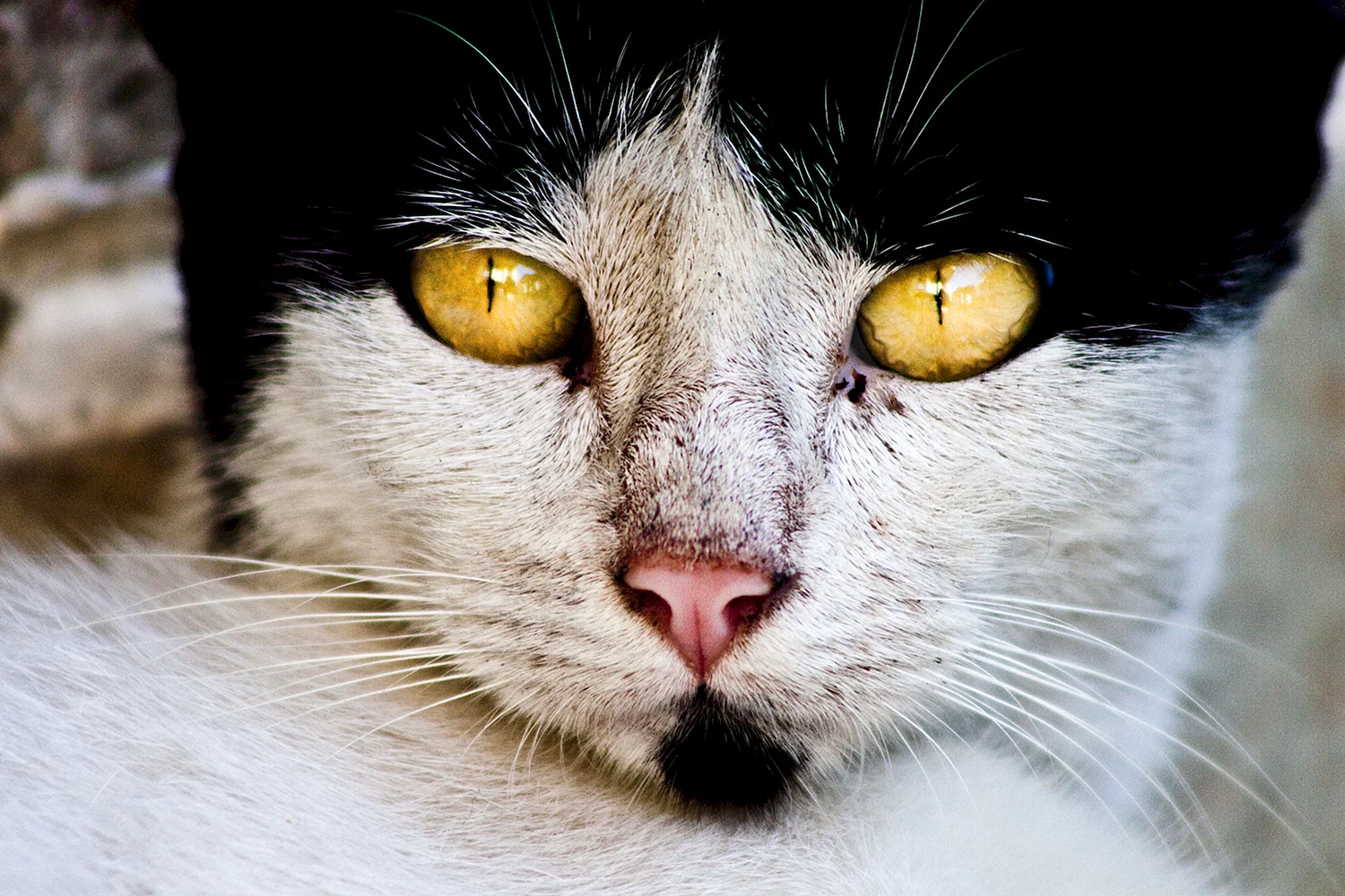 Желтые кошачьи глаза