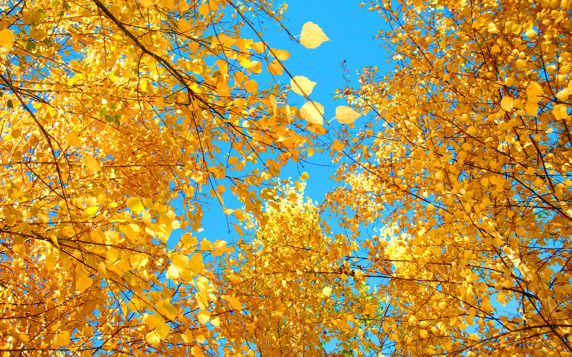 Желтые листья на фоне голубого неба