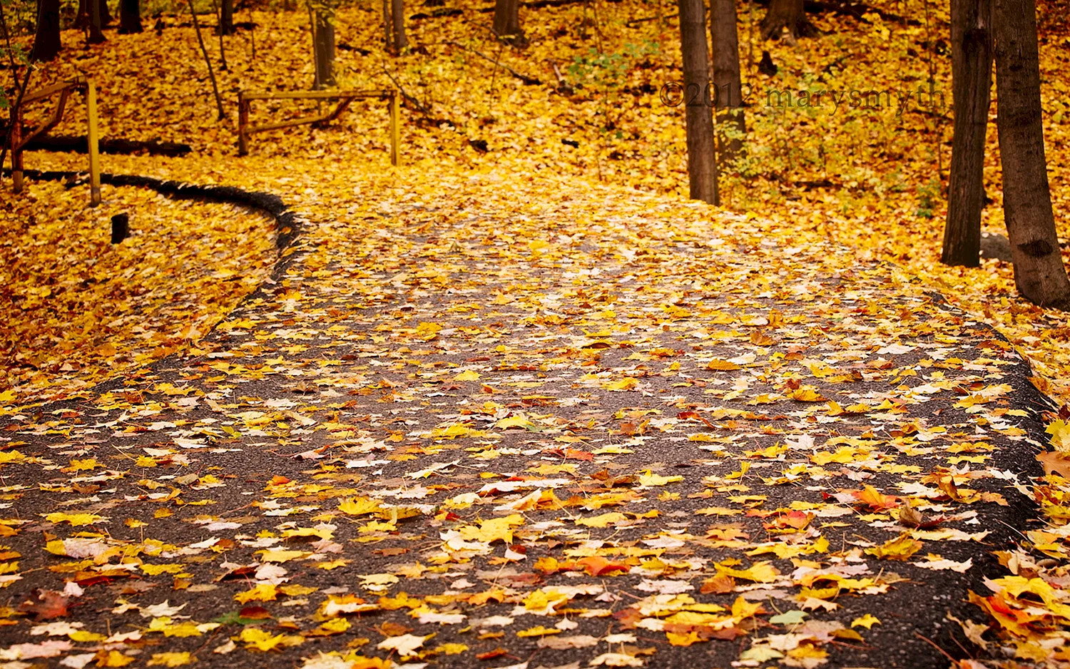 Желтые листья на земле