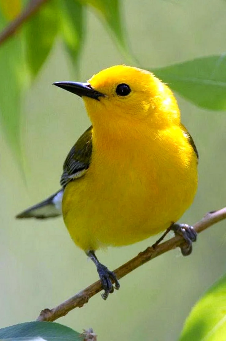 Желтые птички