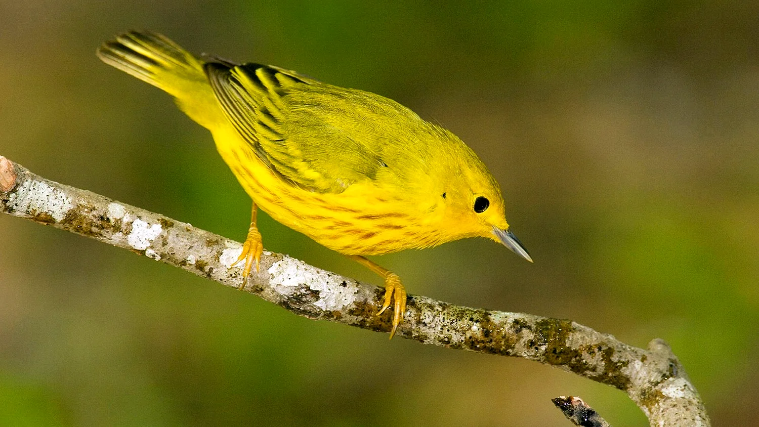 Жёлтые птицы названия