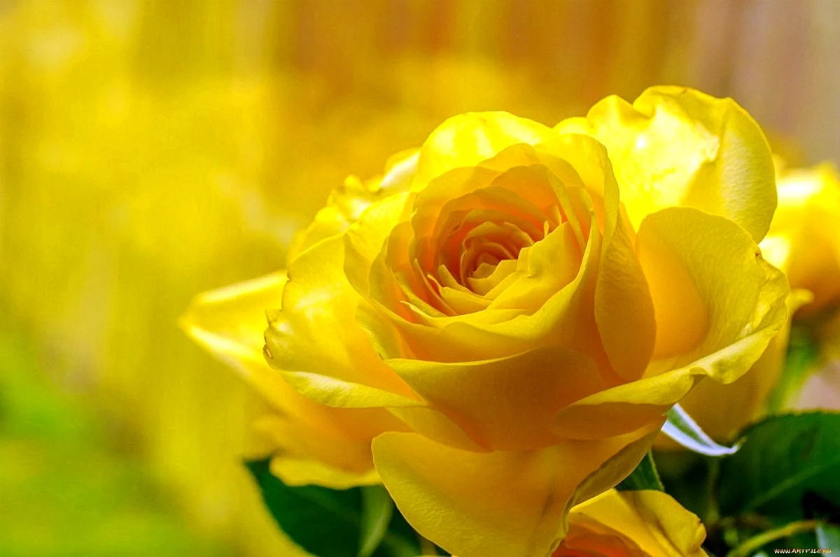 Желтые розы Ilios