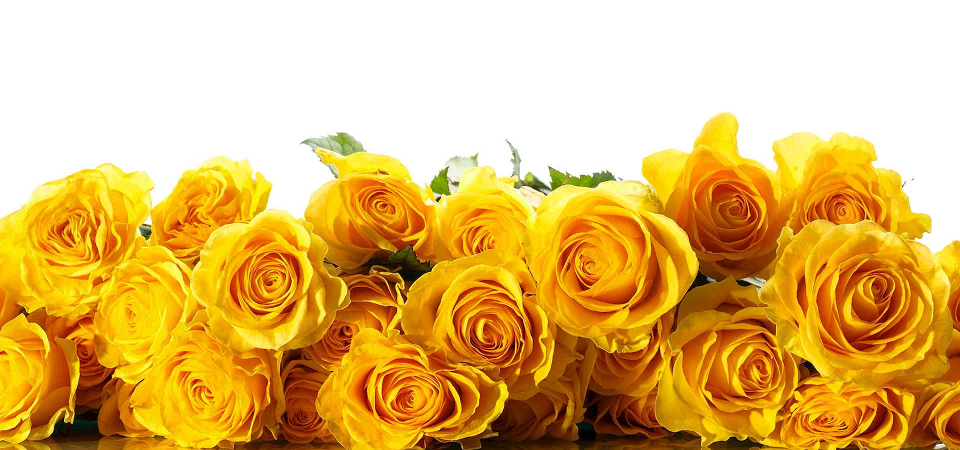Жёлтые розы по краям белого фона