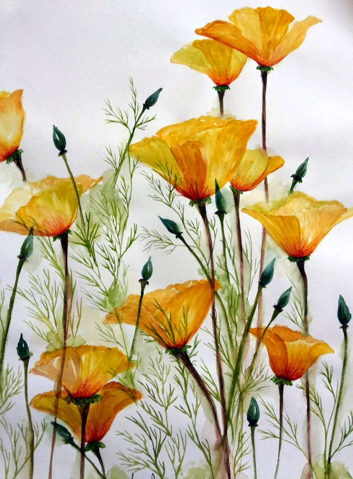 Желтые цветы акварель