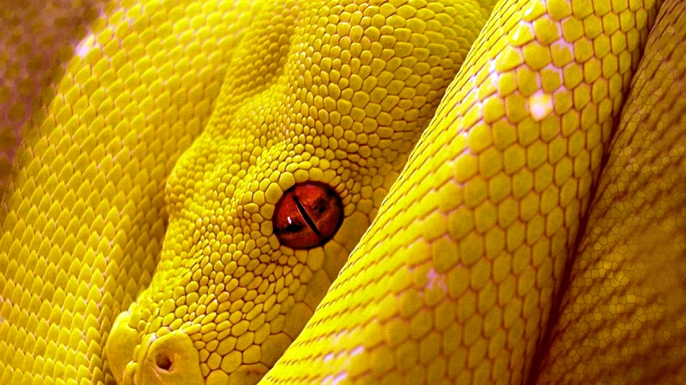 Желтые змеи