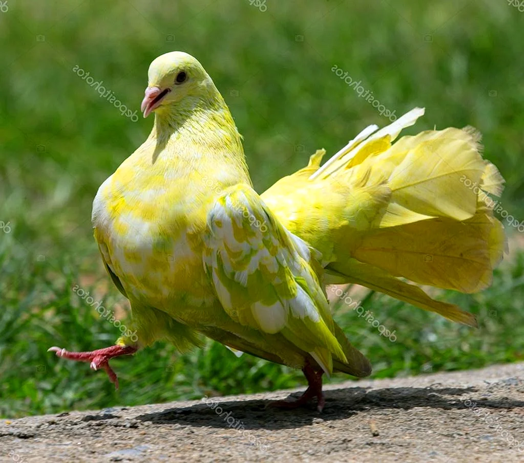 Желтый голубь
