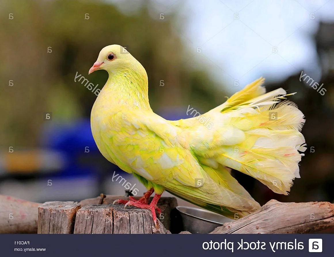 Желтый голубь