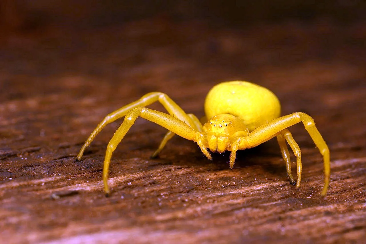 Желтый ядовитый паук