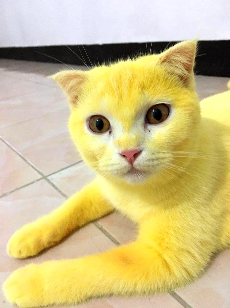 Желтый кот