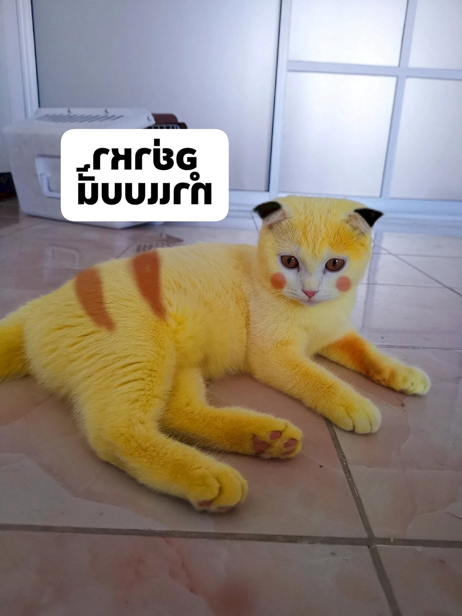 Желтый кот