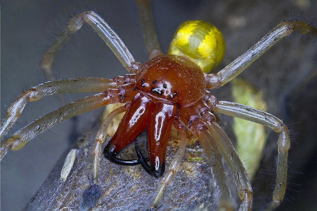 Желтый паук с красной головой