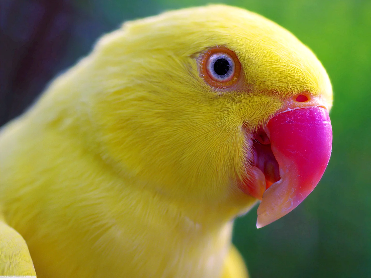 Желтый попугай лютино