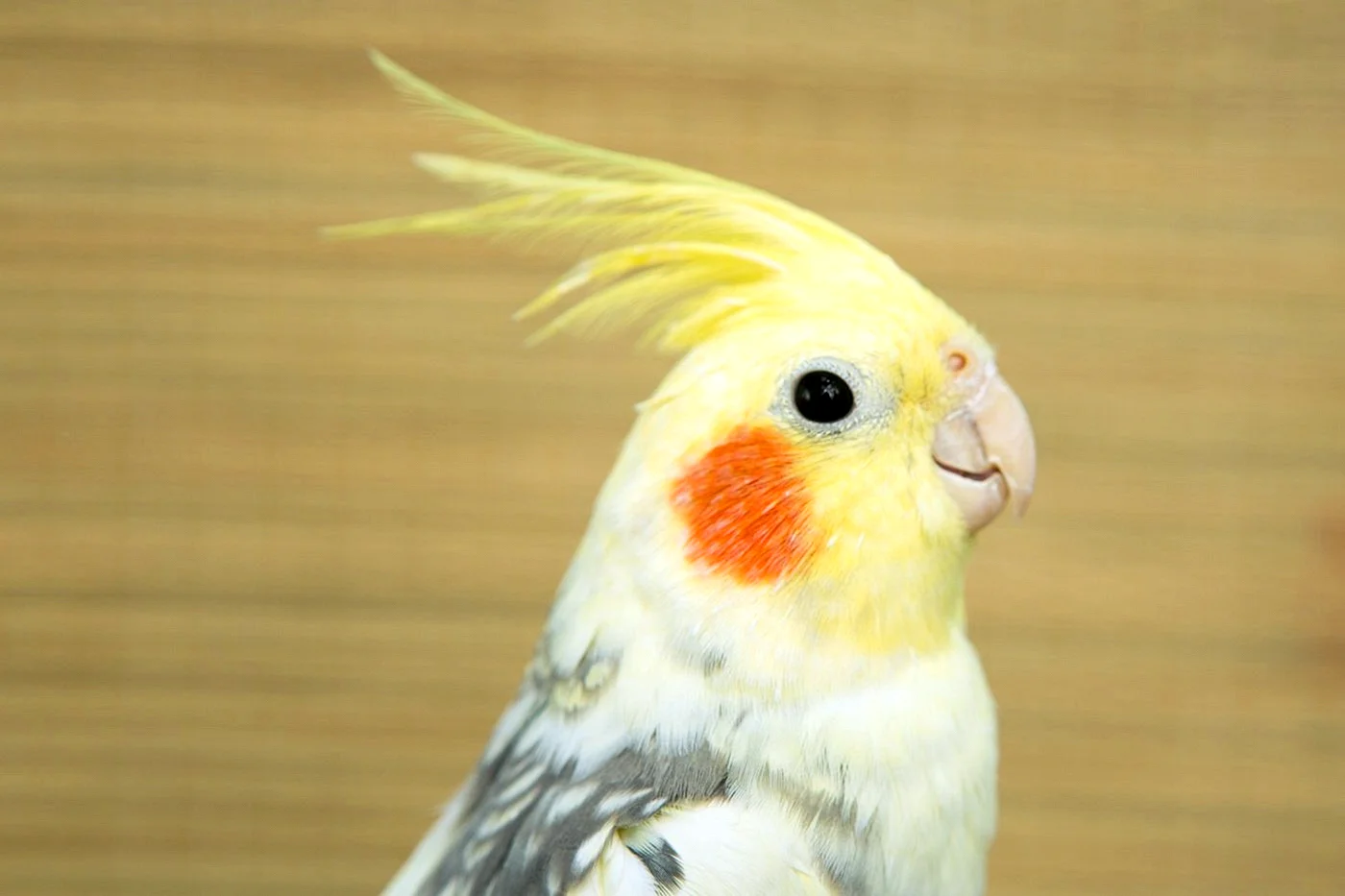 Желтый попугай с хохолком и красными щечками