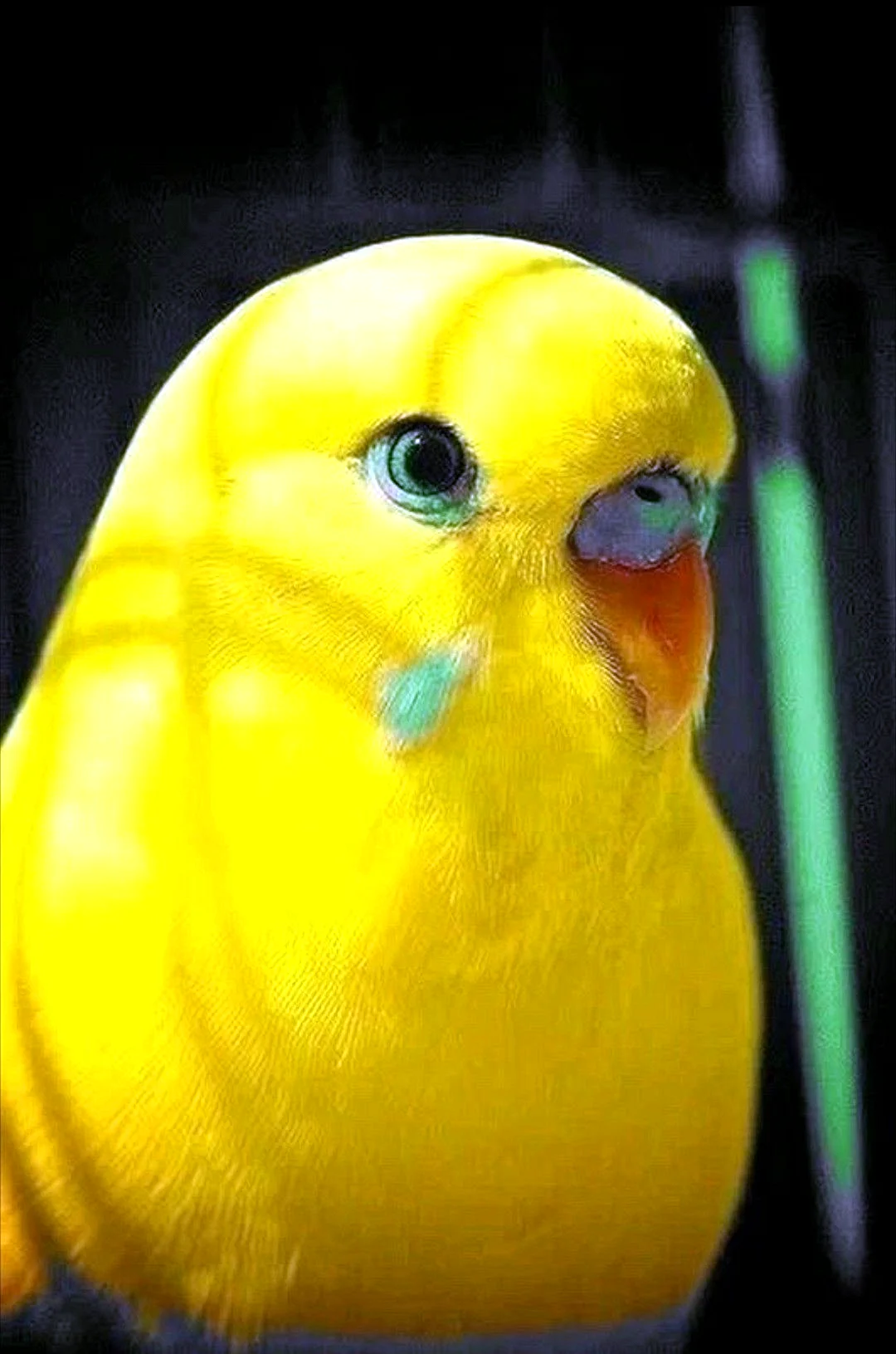 Жёлтый попугай с красными глазами