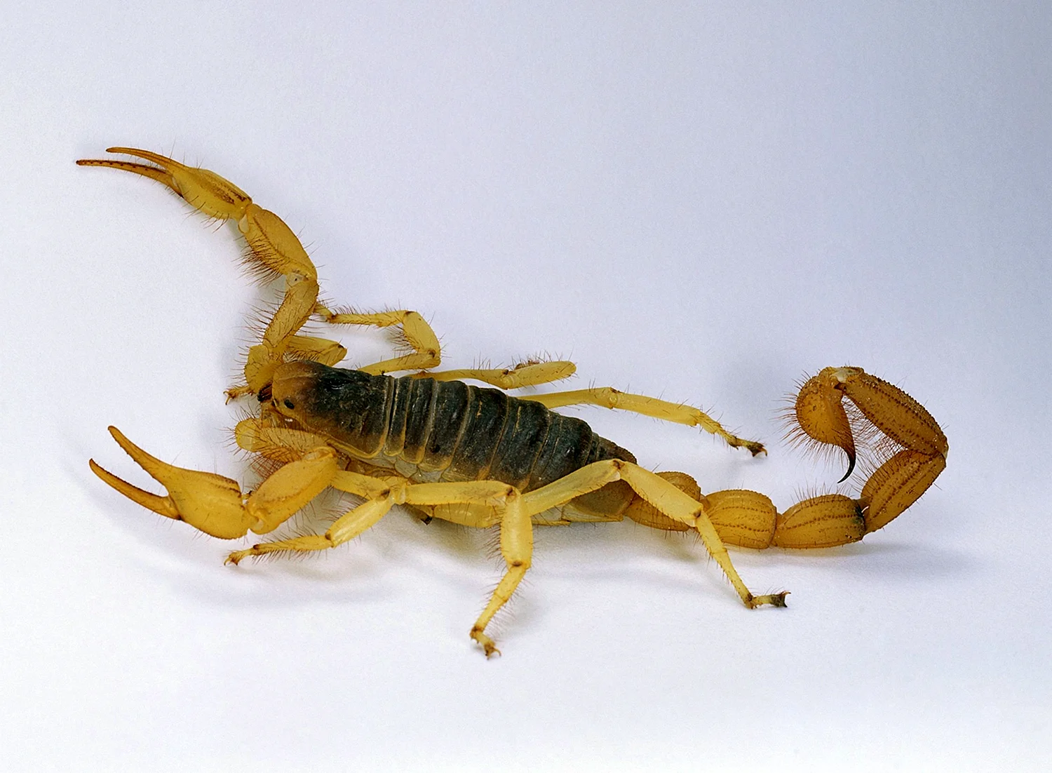 Желтый толстохвостый Скорпион