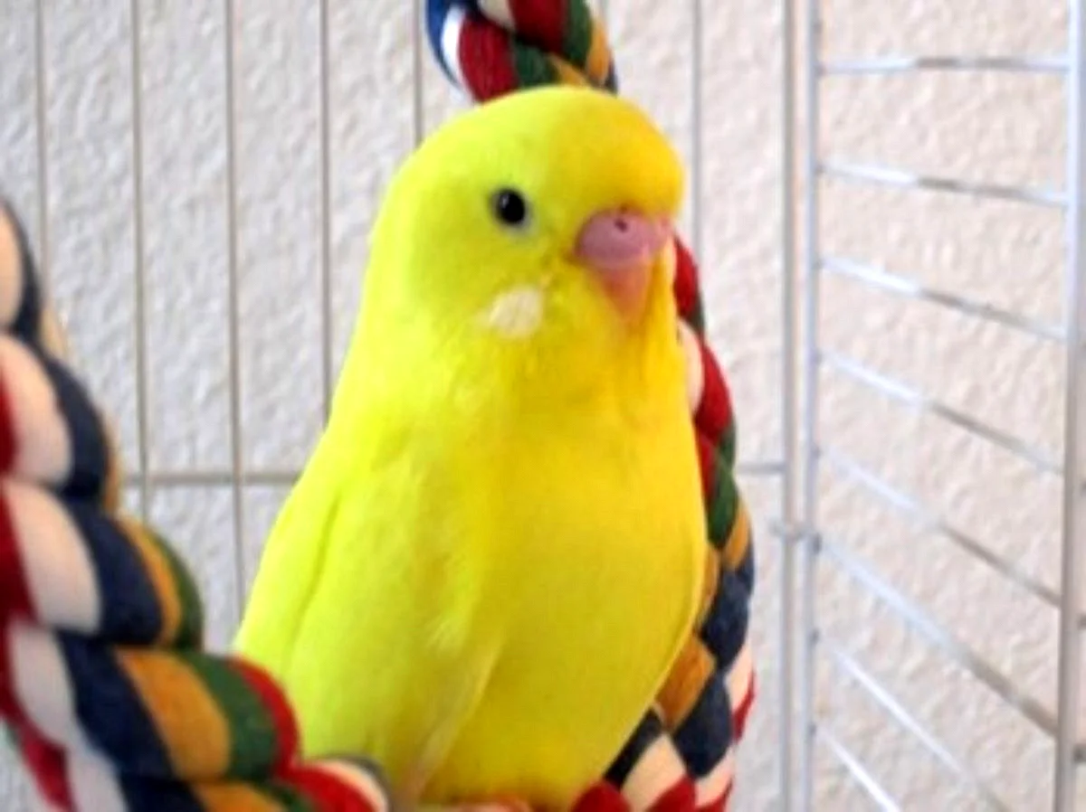 Желтый волнистый попугай лютино