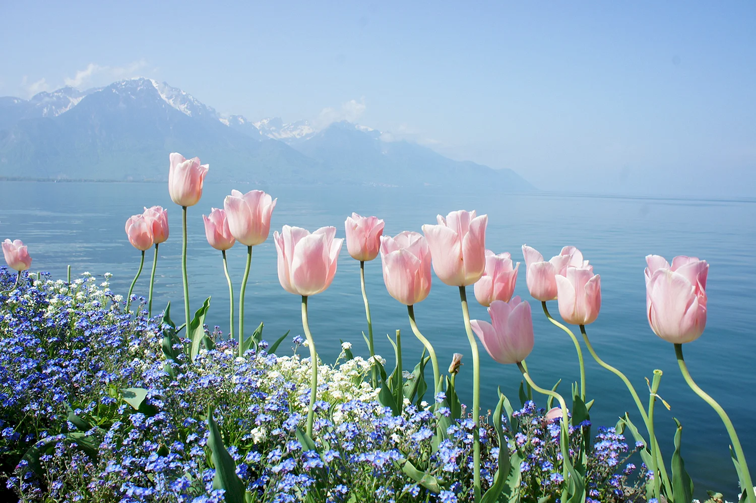 Женевское озеро горы цветы