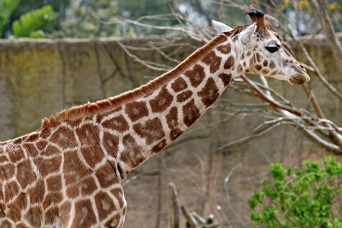Жираф белый или коричневый