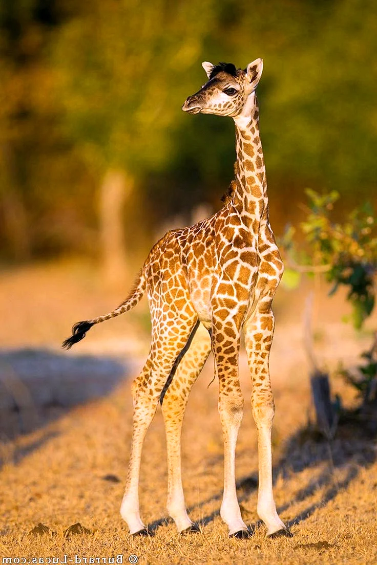Жираф детеныш Жирафенок