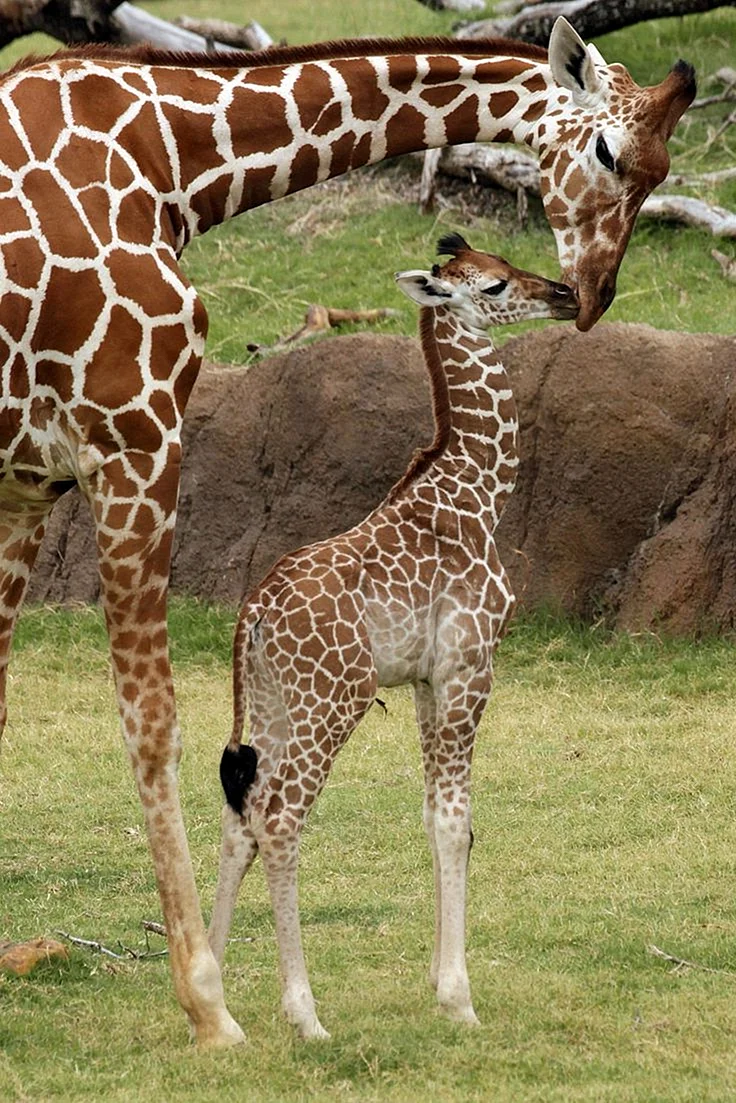 Жираф и Жирафенок