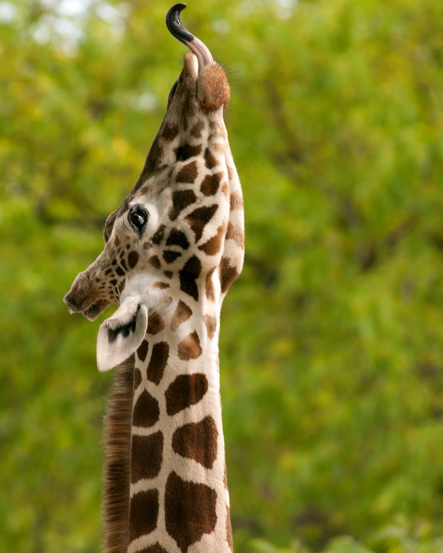 Жираф с жирафенком