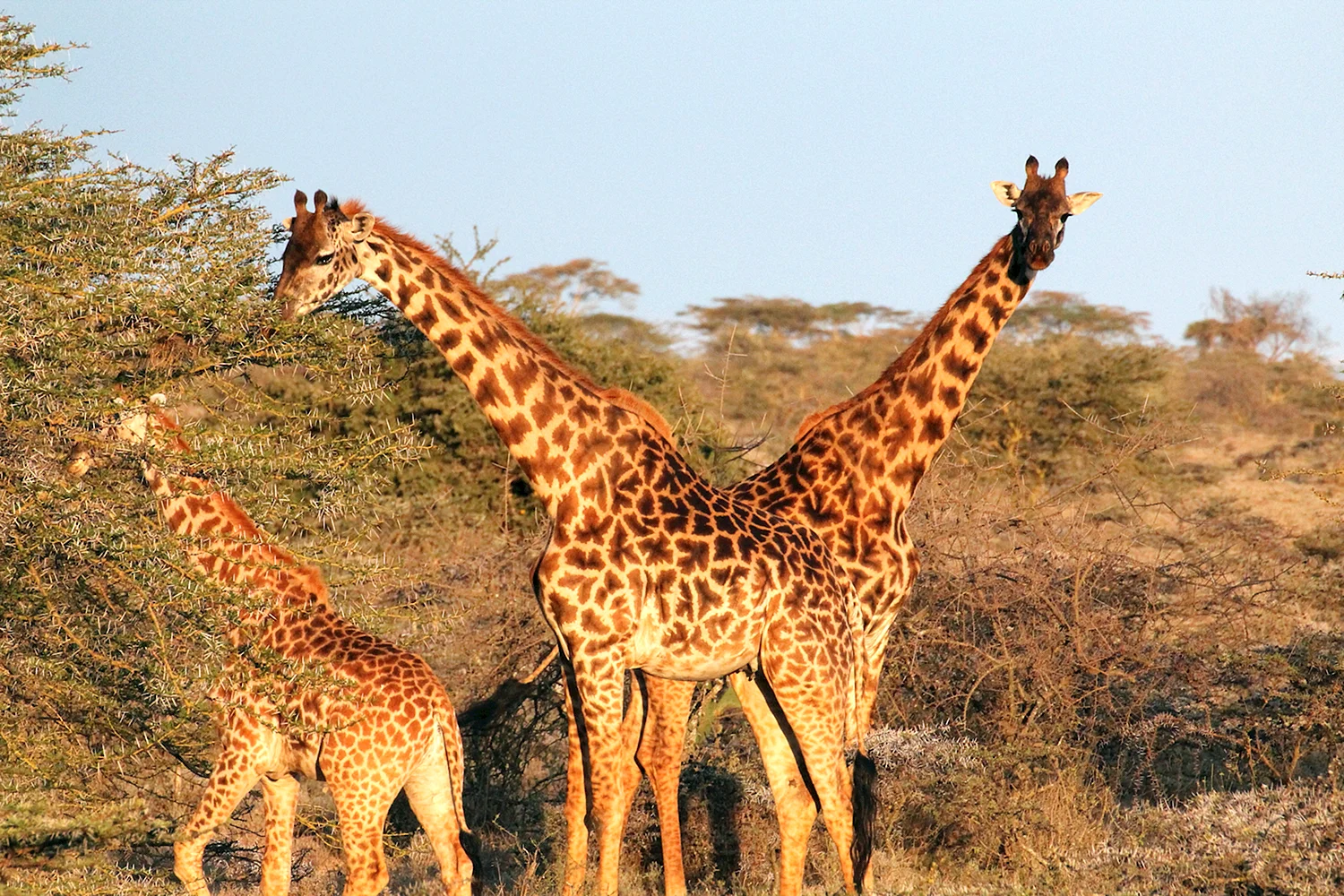 Жираф Саванна Африка
