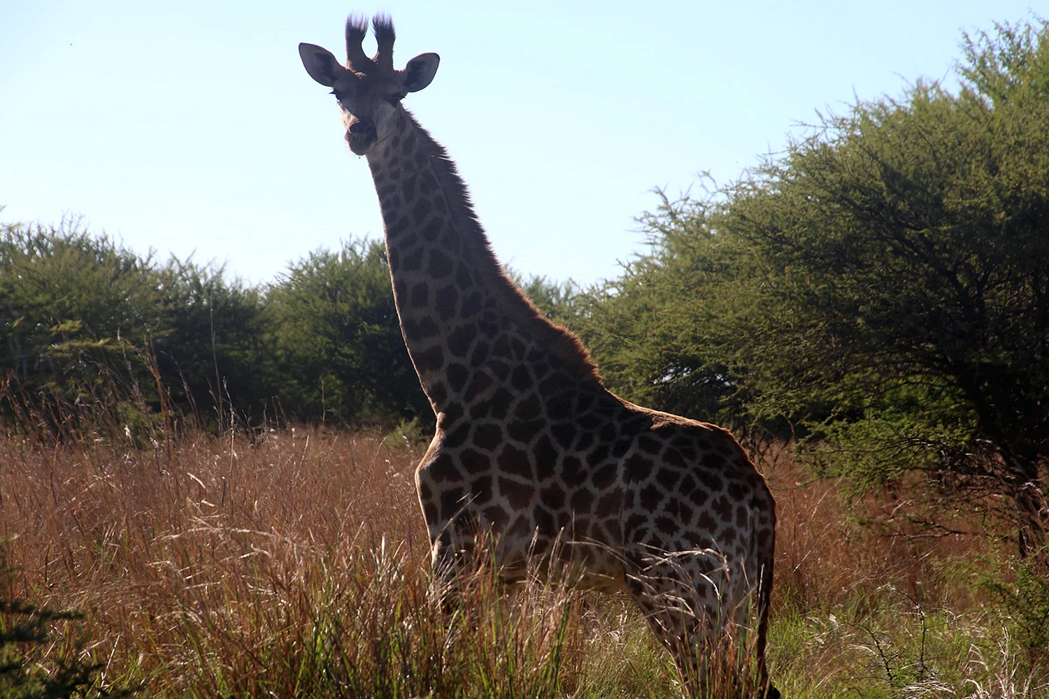 Жираф в естественной среде