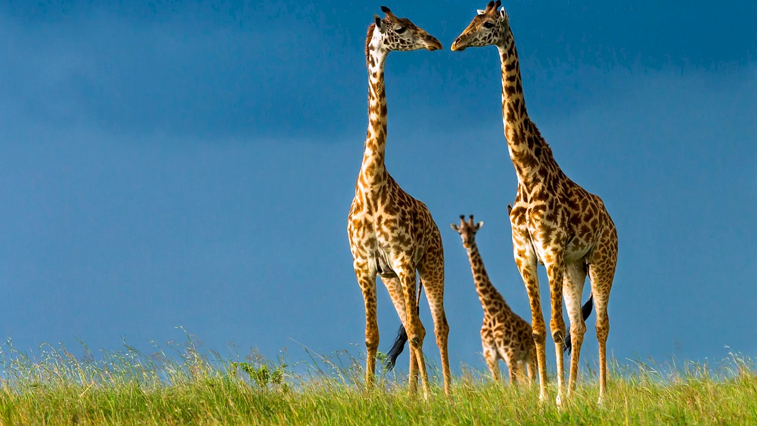 Жирафье семейство