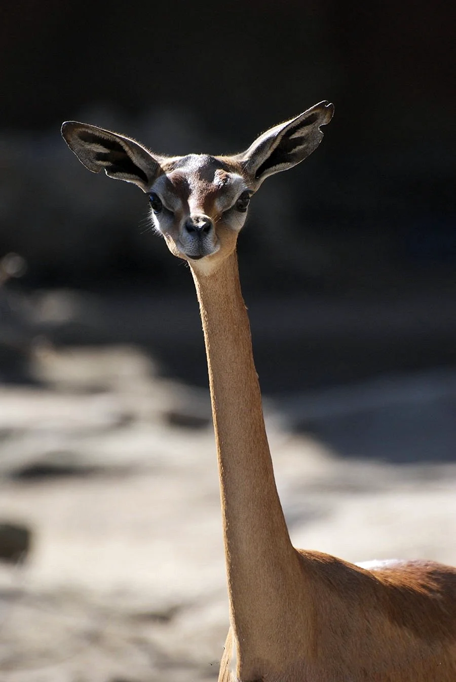 Жирафовая Газель геренук